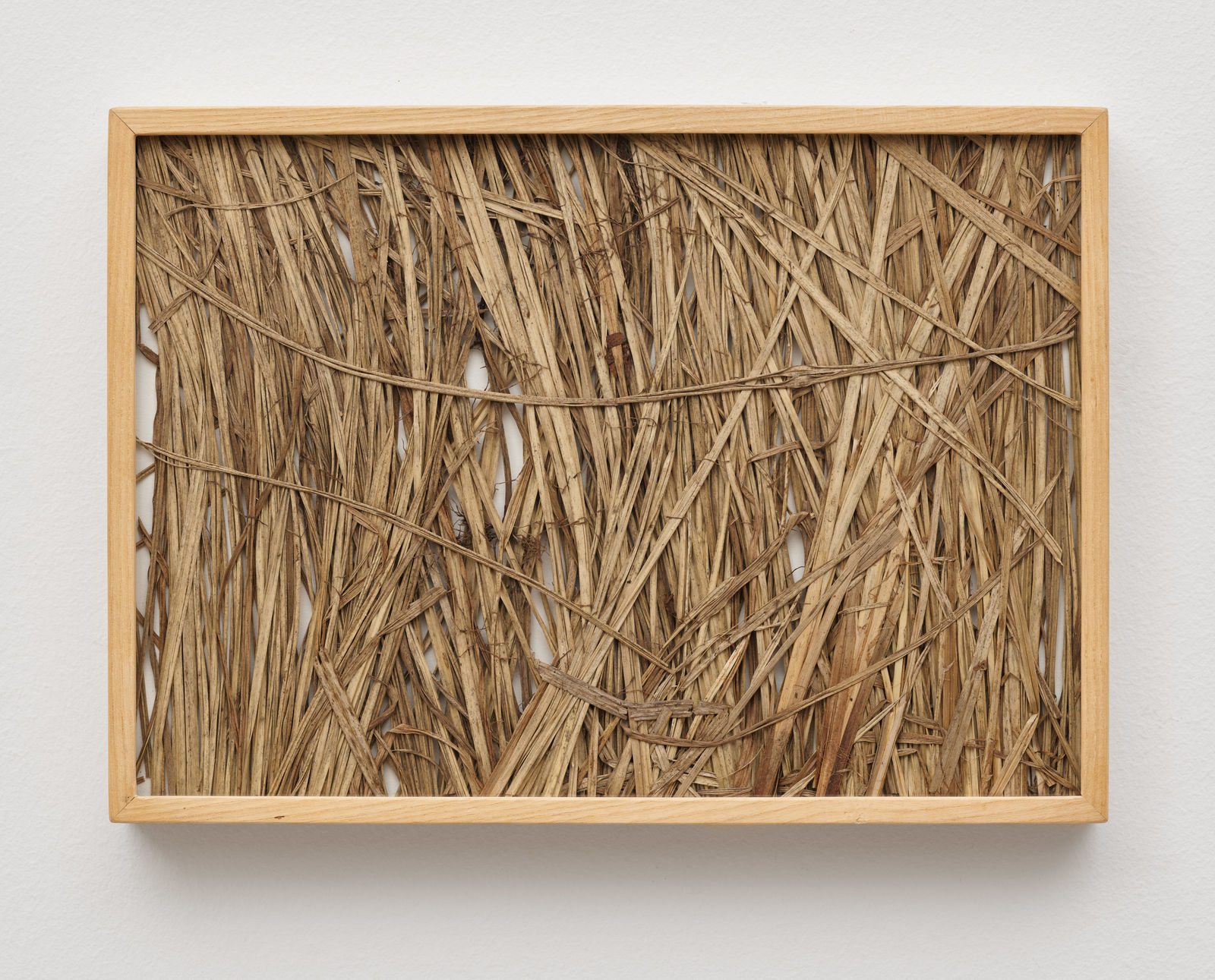 herman de vries, part of the sedges of last year, collected: oesbach 28 08 1996, 1996