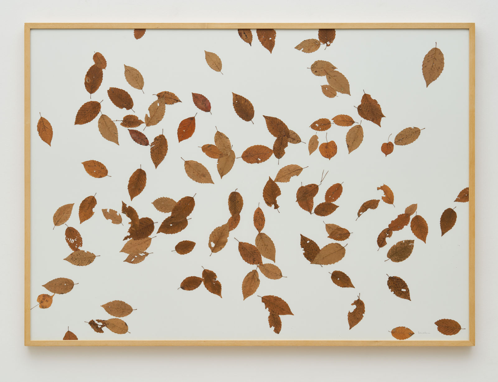 herman de vries, unter der hainbuche, henzelsberg okt. 2001, 2001