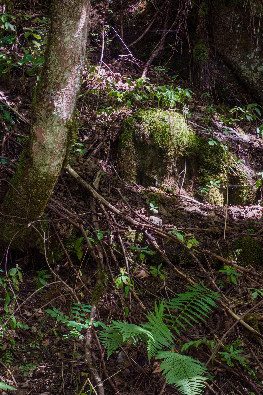 Jan Commandeur, 14-08-2021.2, 2021