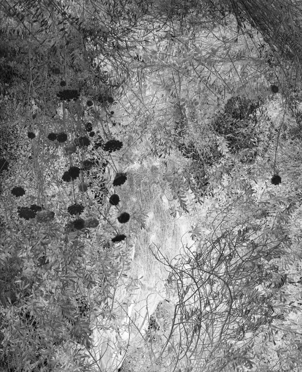 Gökhan Tanrıöver, A Beauty Thorned / from ‘Waiting to be a Flower Underneath the Fig Tree’ series, 2024