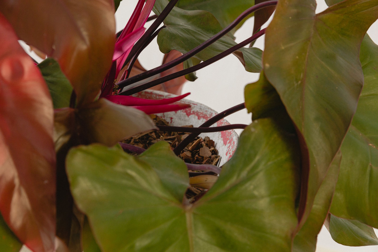 Willy Guhl, Spindel Planter, 1960s