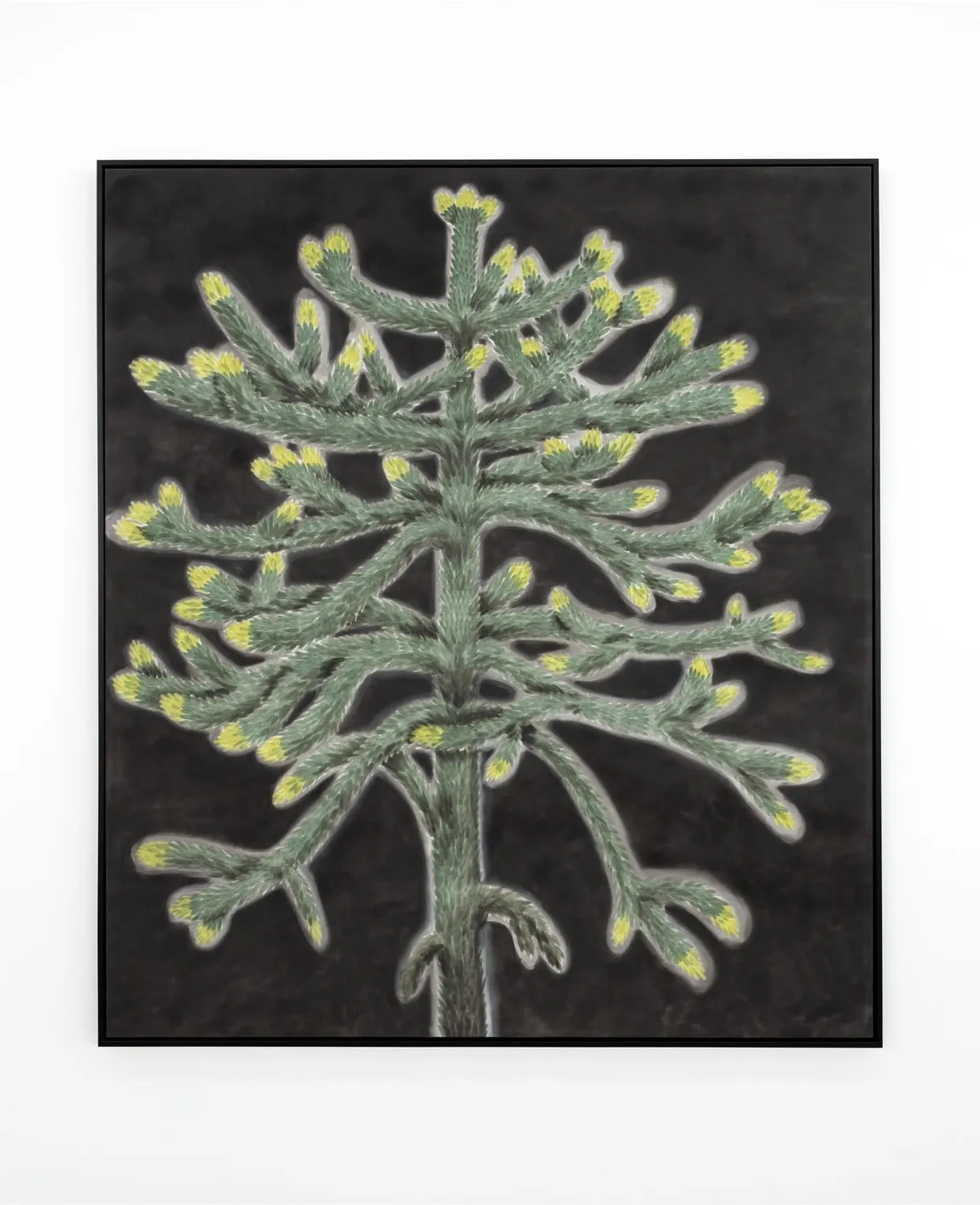 Andrew Sim, PORTRAIT OF A MONKEY PUZZLE WITH SPRING GROWTH (VICTORIA PARK, LONDON), 2022