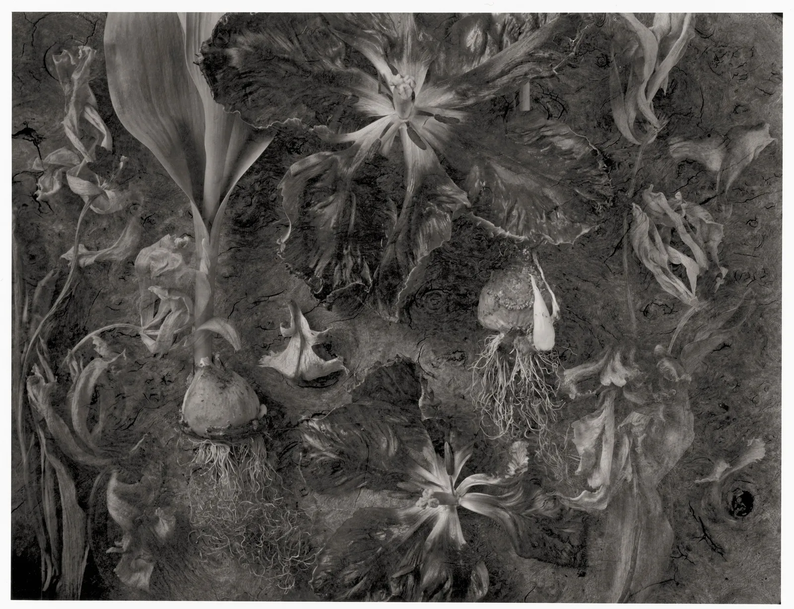 John Blakemore, Tulips - the generations No.4, 1991