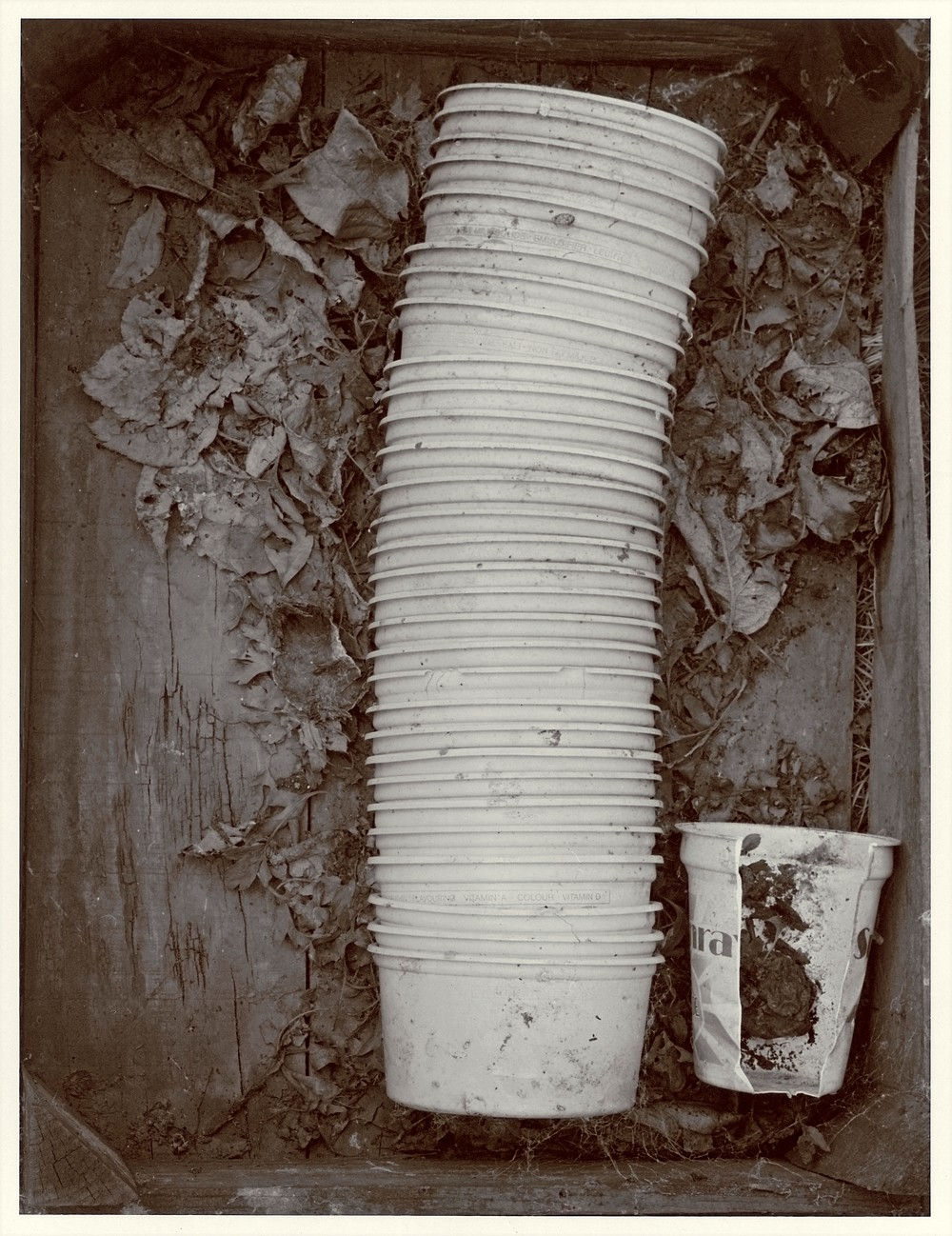 John Blakemore, The Neglected Garden, 1980