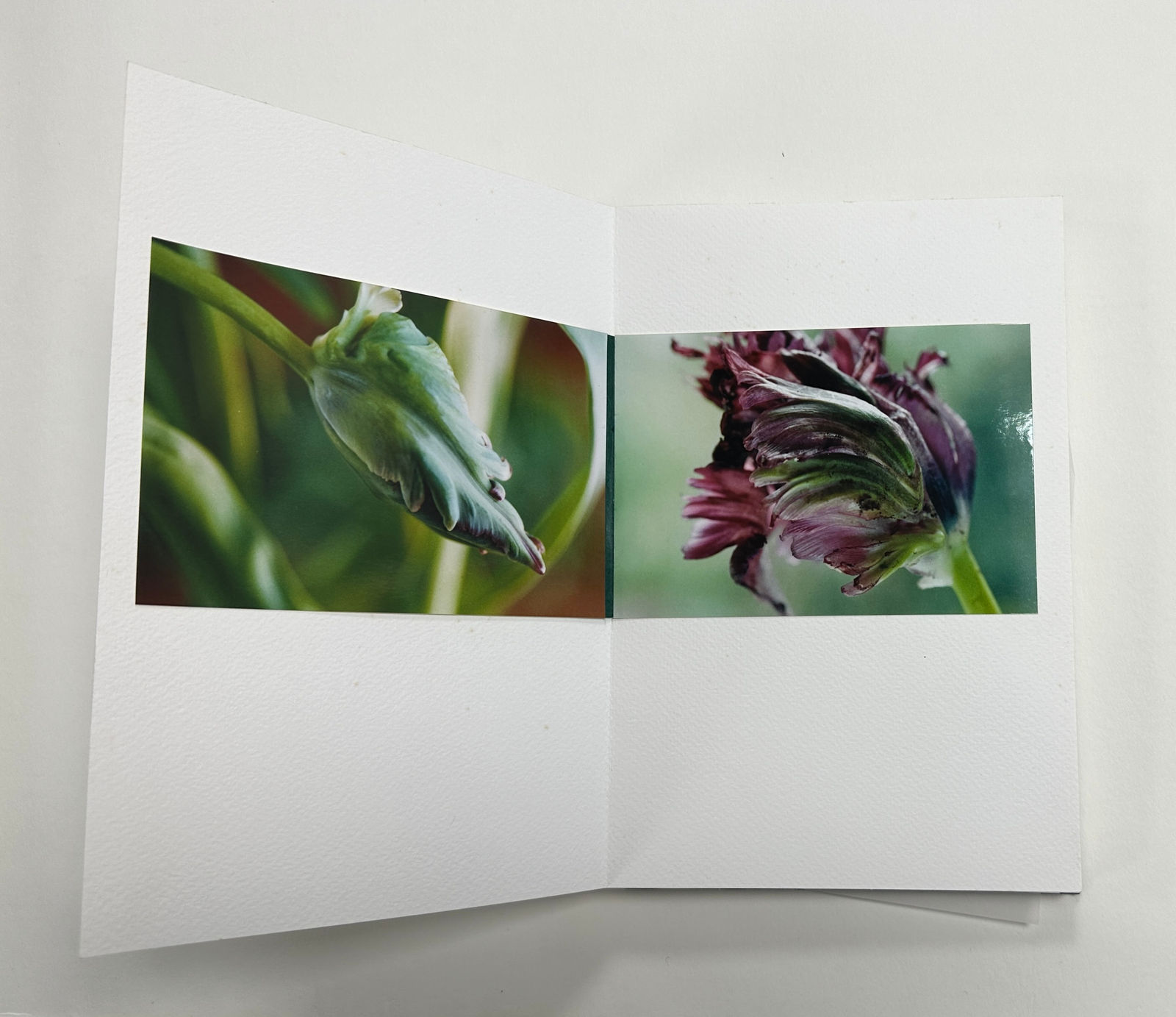 John Blakemore, Black Swan, 2020