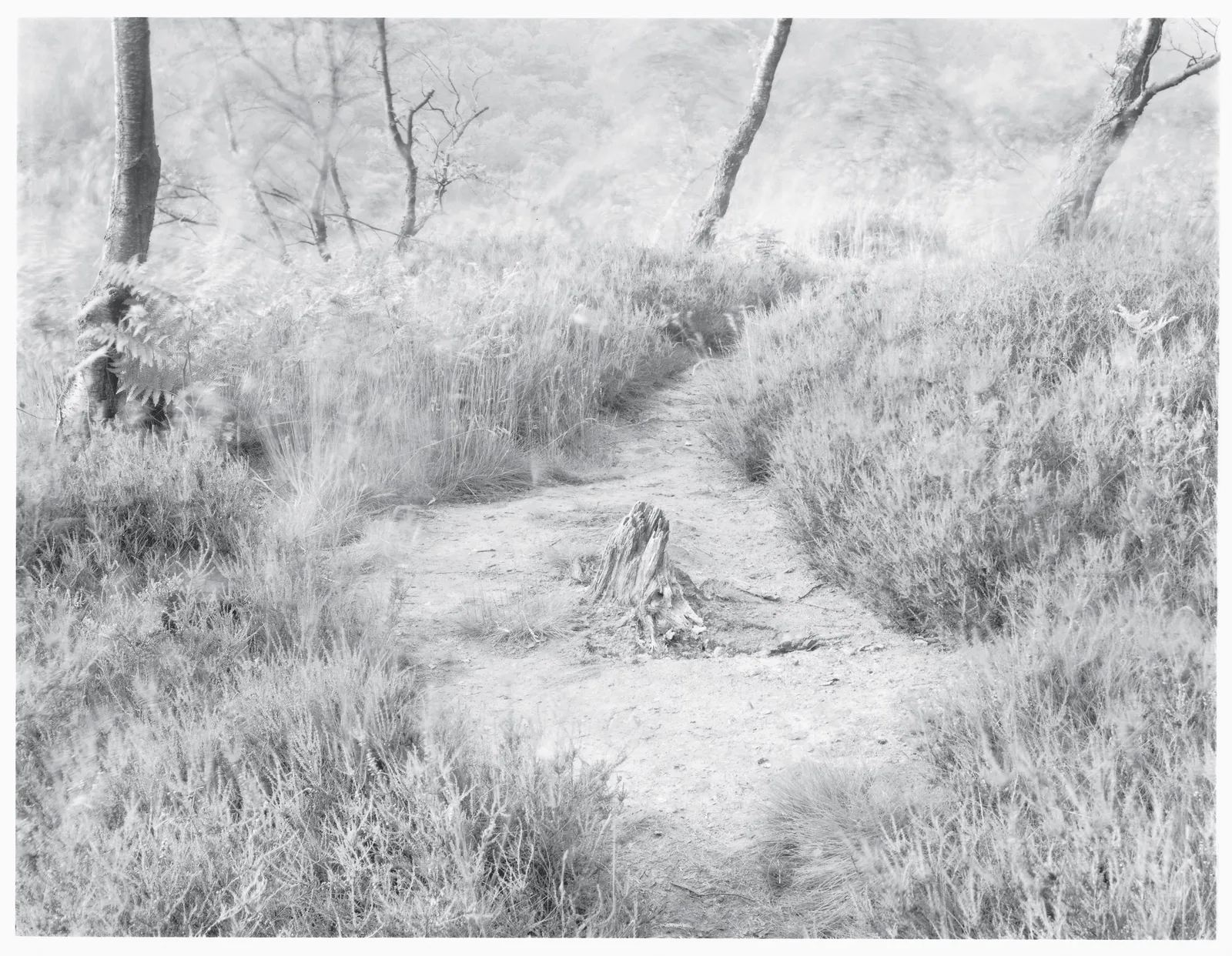 John Blakemore, From "Wind" Series II No.1, 1981