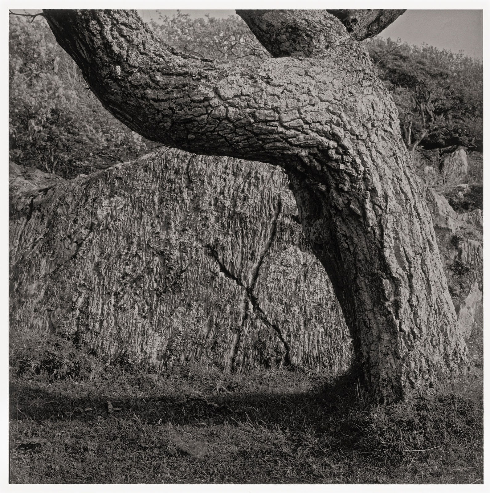 John Blakemore, From "Wounds of Trees" (Fegla Fawr, Wales), 1971-73