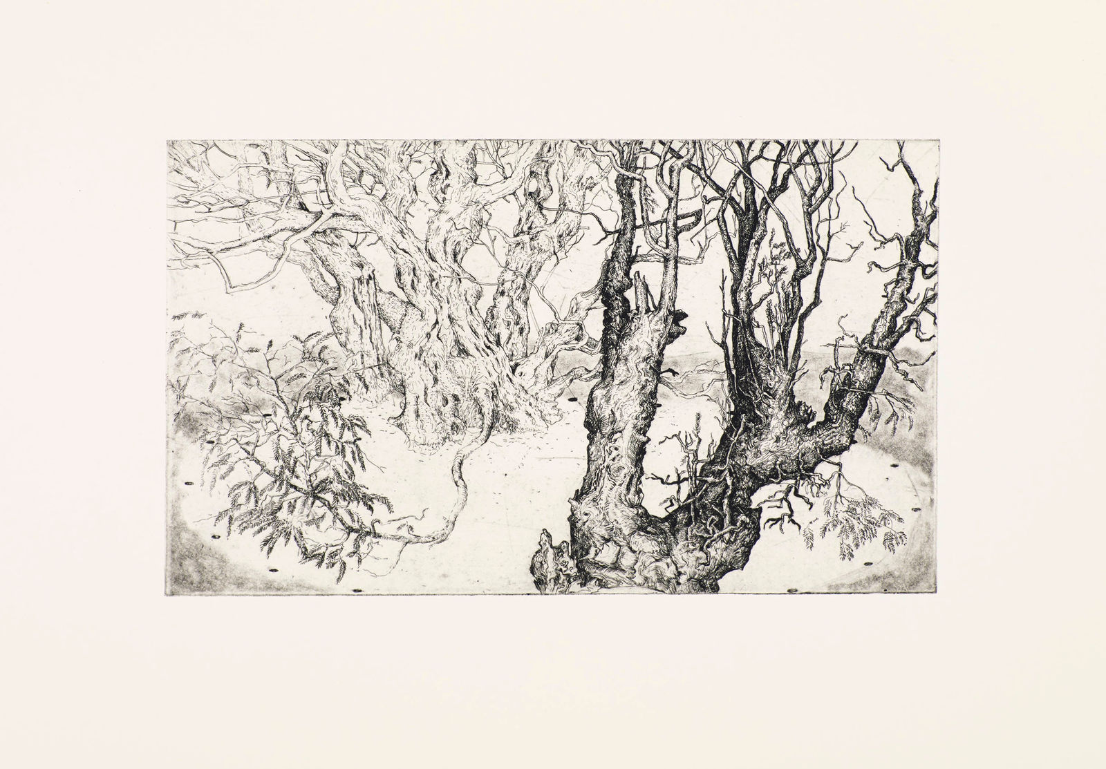 Ian Westacott, Fortingal Yew