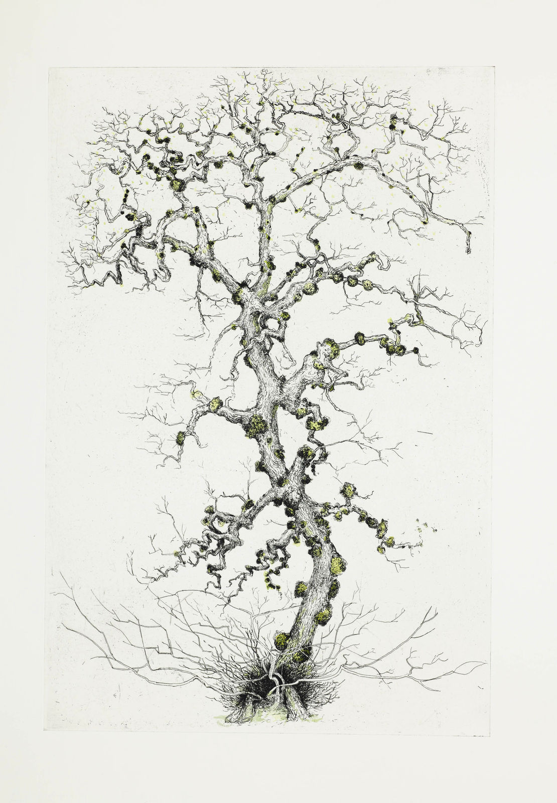 Ian Westacott, Spot Tree - Elm, 2017/2018