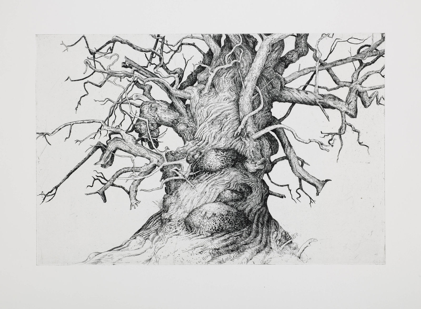 Ian Westacott, Leaning Tree - Sweet Chestnut, Cromarty, 2017 - 2018