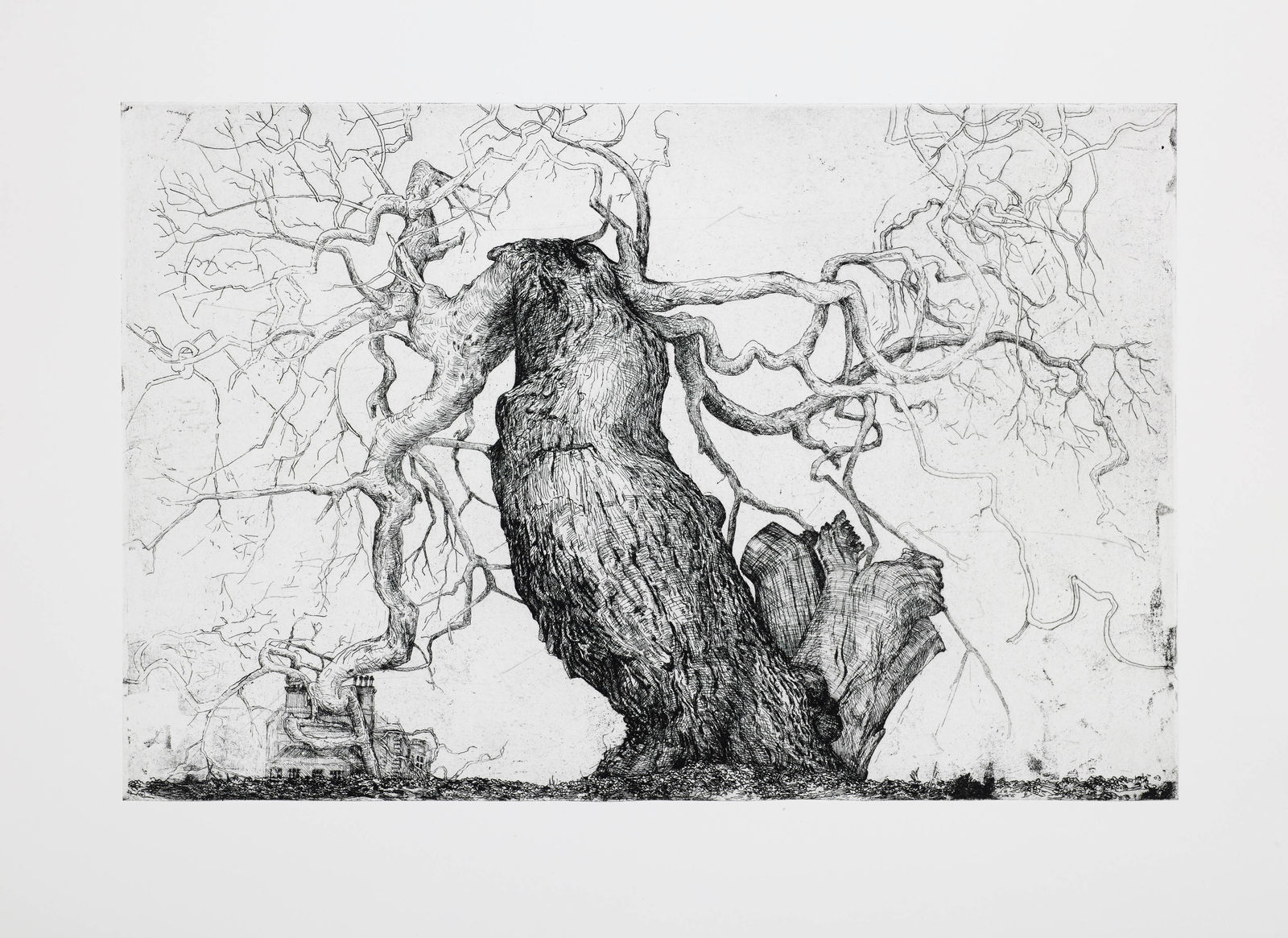 Ian Westacott, House Tree, Cromarty, 2017/2018