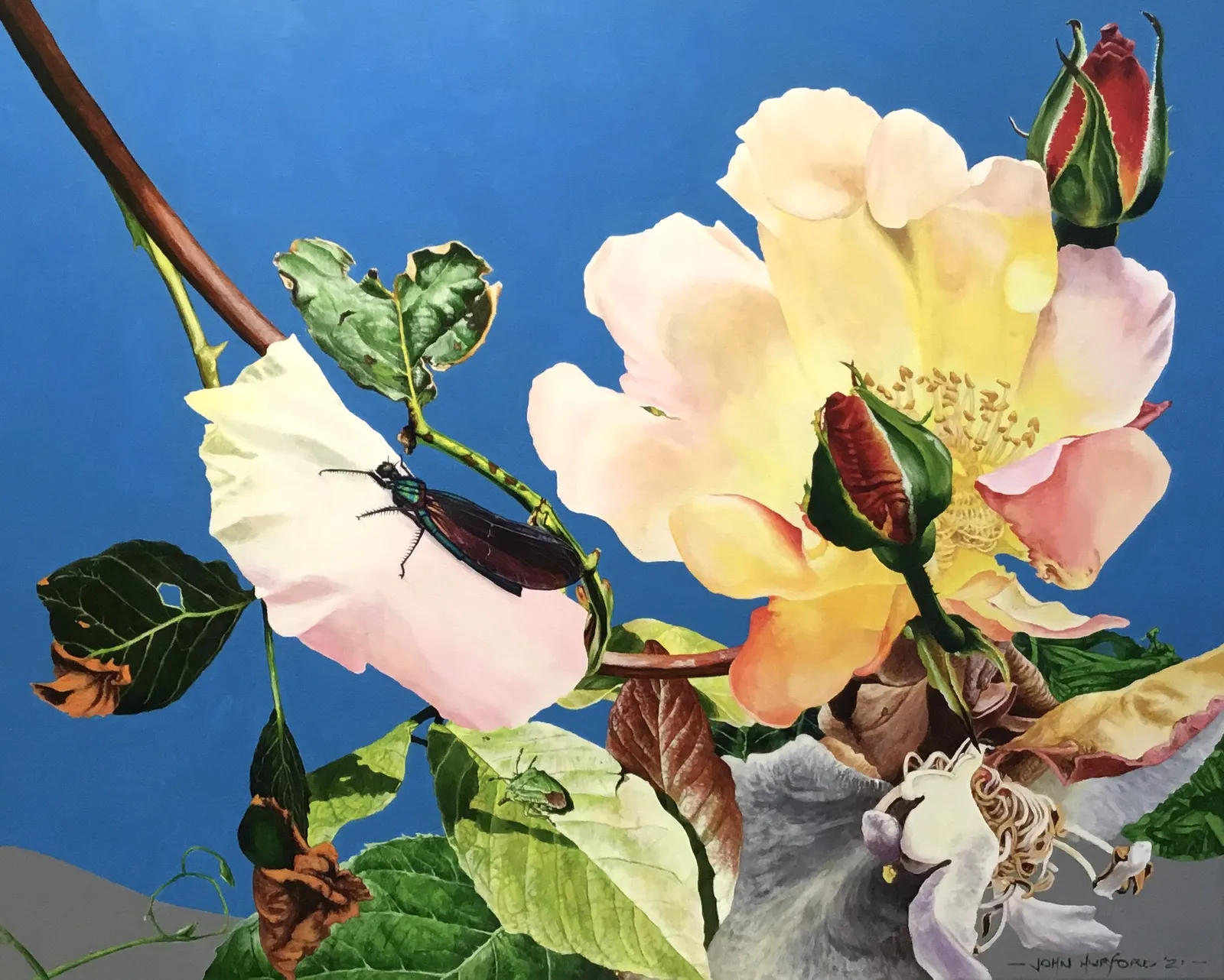 John Hurford, Demoiselle Fly