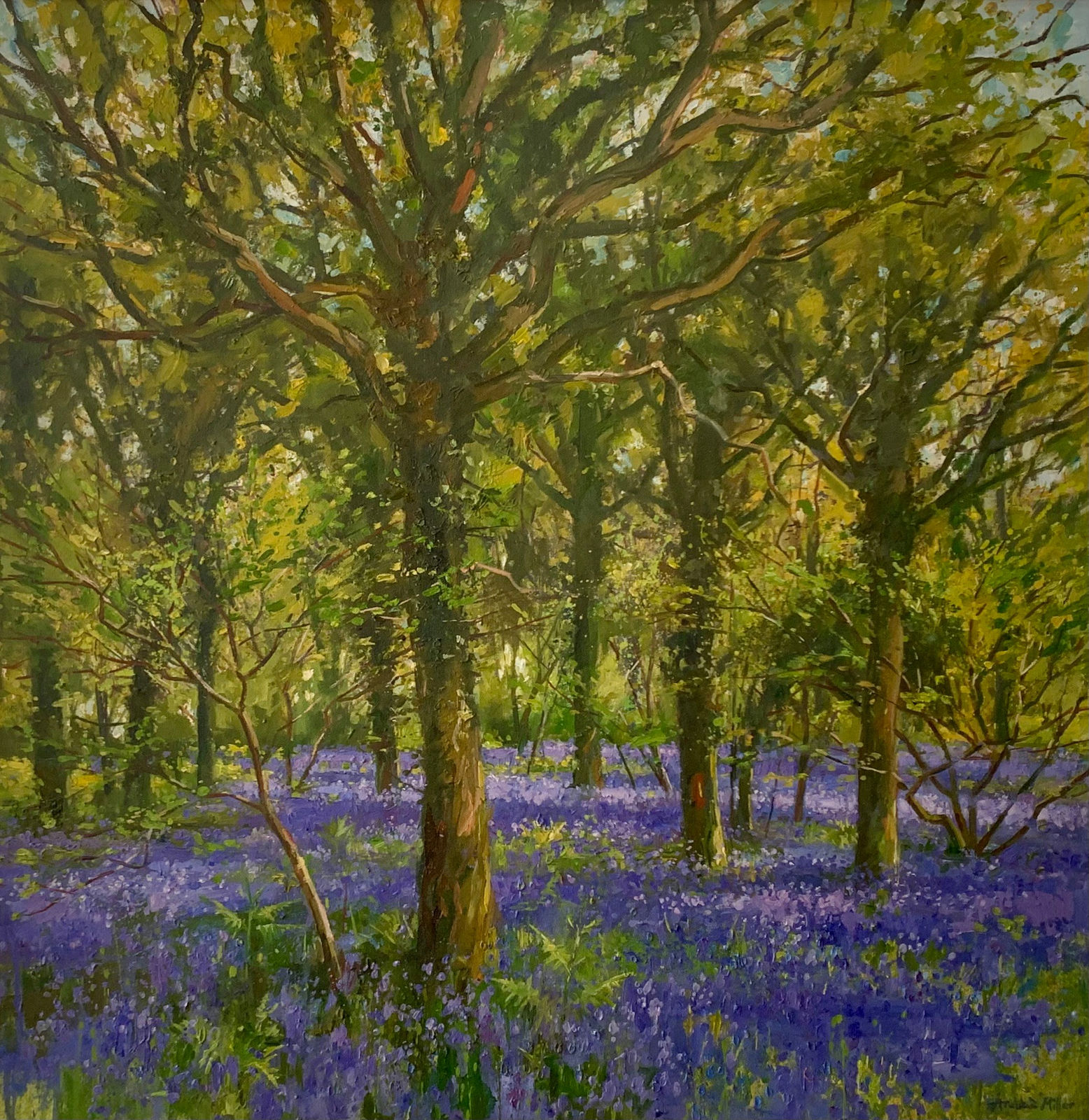 Andrew Miller, Bluebell Wood