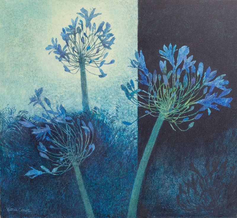 VICTORIA CROWE, Blue Agapanthus, Changing Light