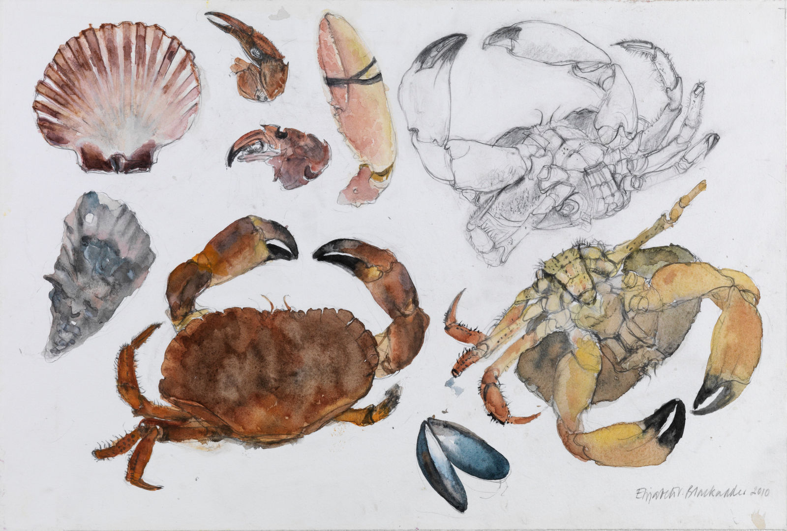 ELIZABETH BLACKADDER, Crabs and Other Shells, 2010