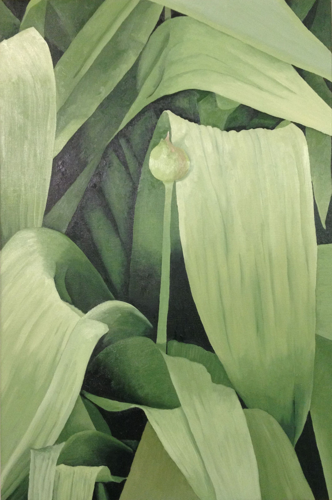 ENDELLION LYCETT GREEN, Allium in Bud