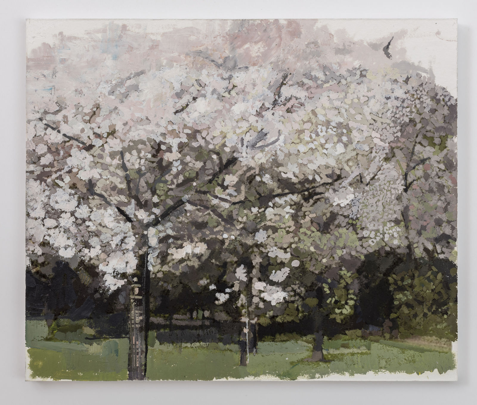 EILEEN HOGAN, Japanese Flowering Cherry, prunus serrurata 2, Edwardes Square