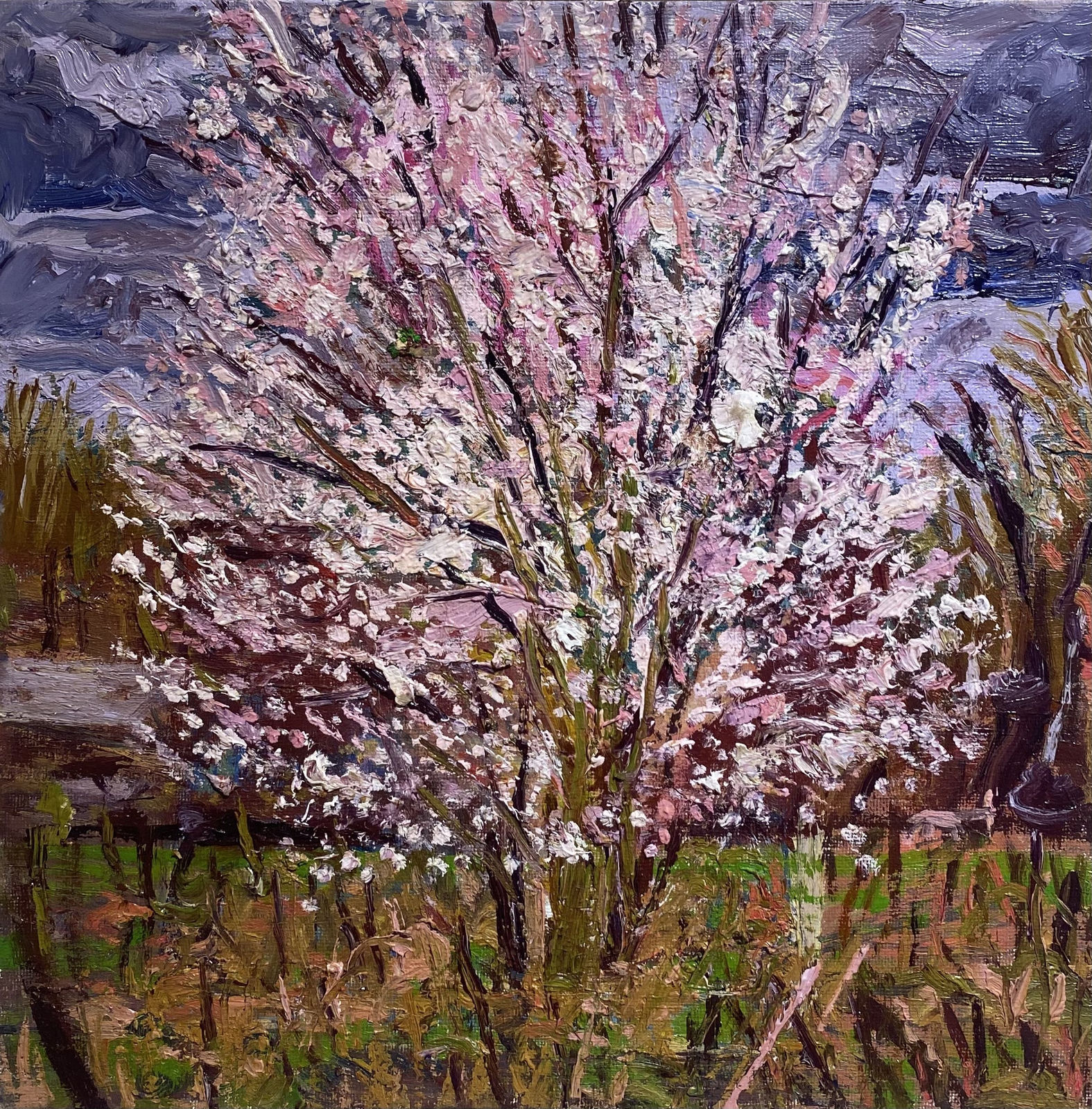SUSAN WILSON, Cherry Blossom in the Scrubs