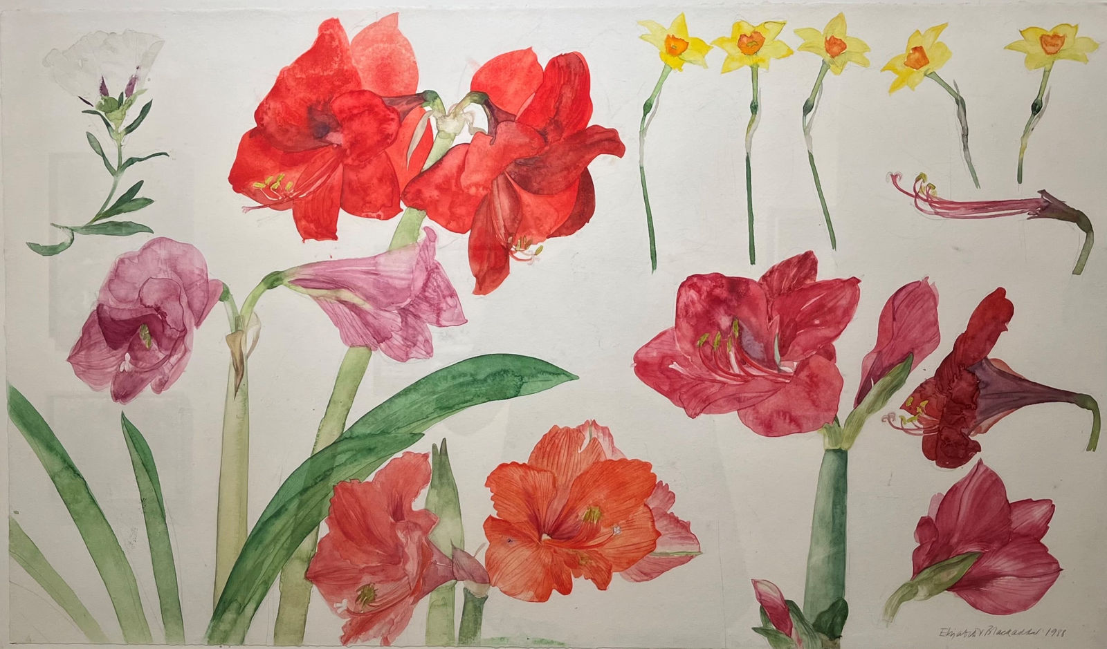 ELIZABETH BLACKADDER, Amaryllis, Narcissi and Hibiscus, 1988
