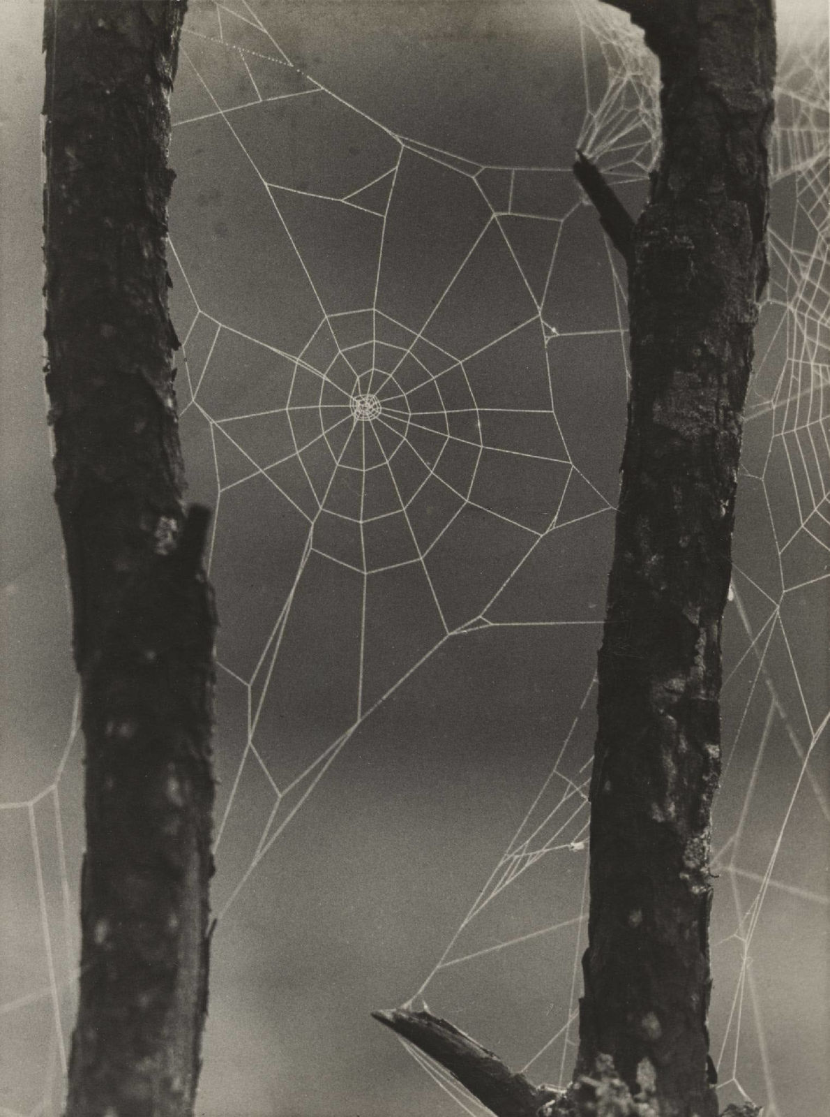 Josef Sudek, Spinnweben zwischen Baumen, 1926