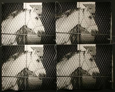 Andy Warhol, Untitled (stitch photograph) Horse, Claremont Stables, 1976-1986