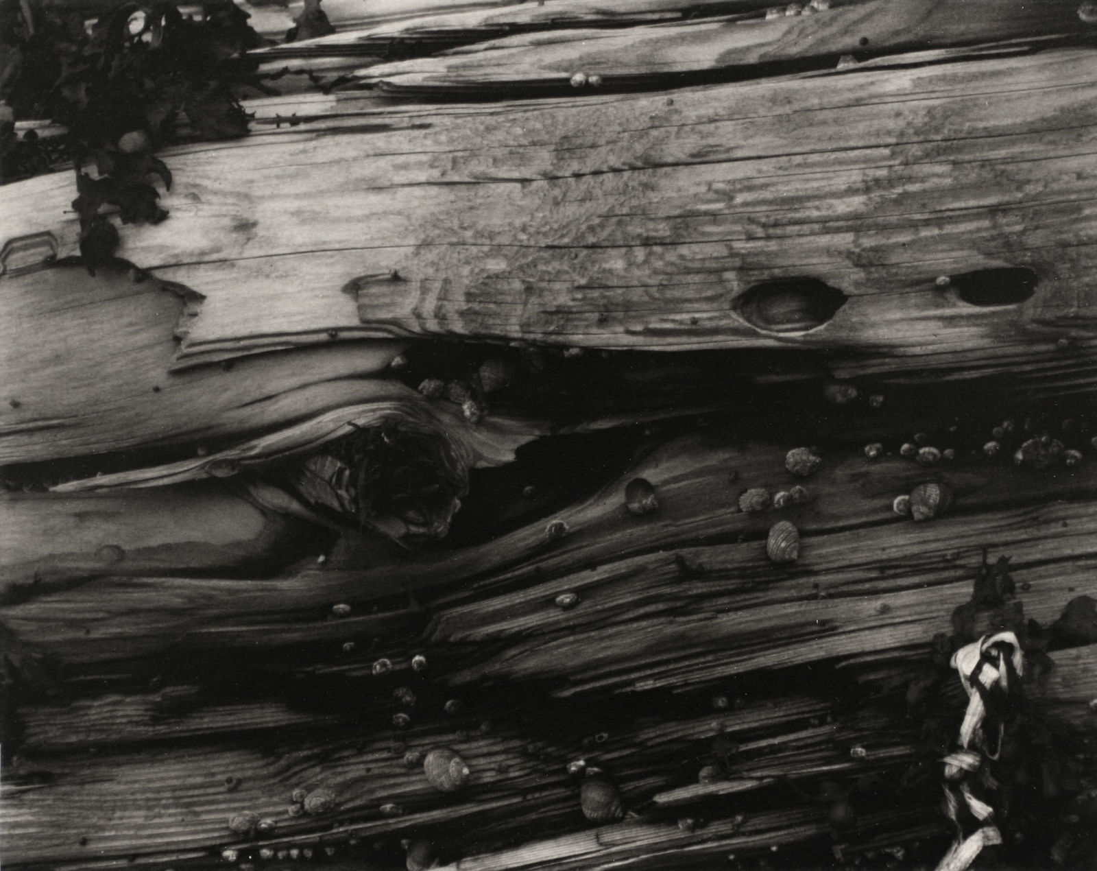 Paul Strand, Driftwood #3, Maine, 1928