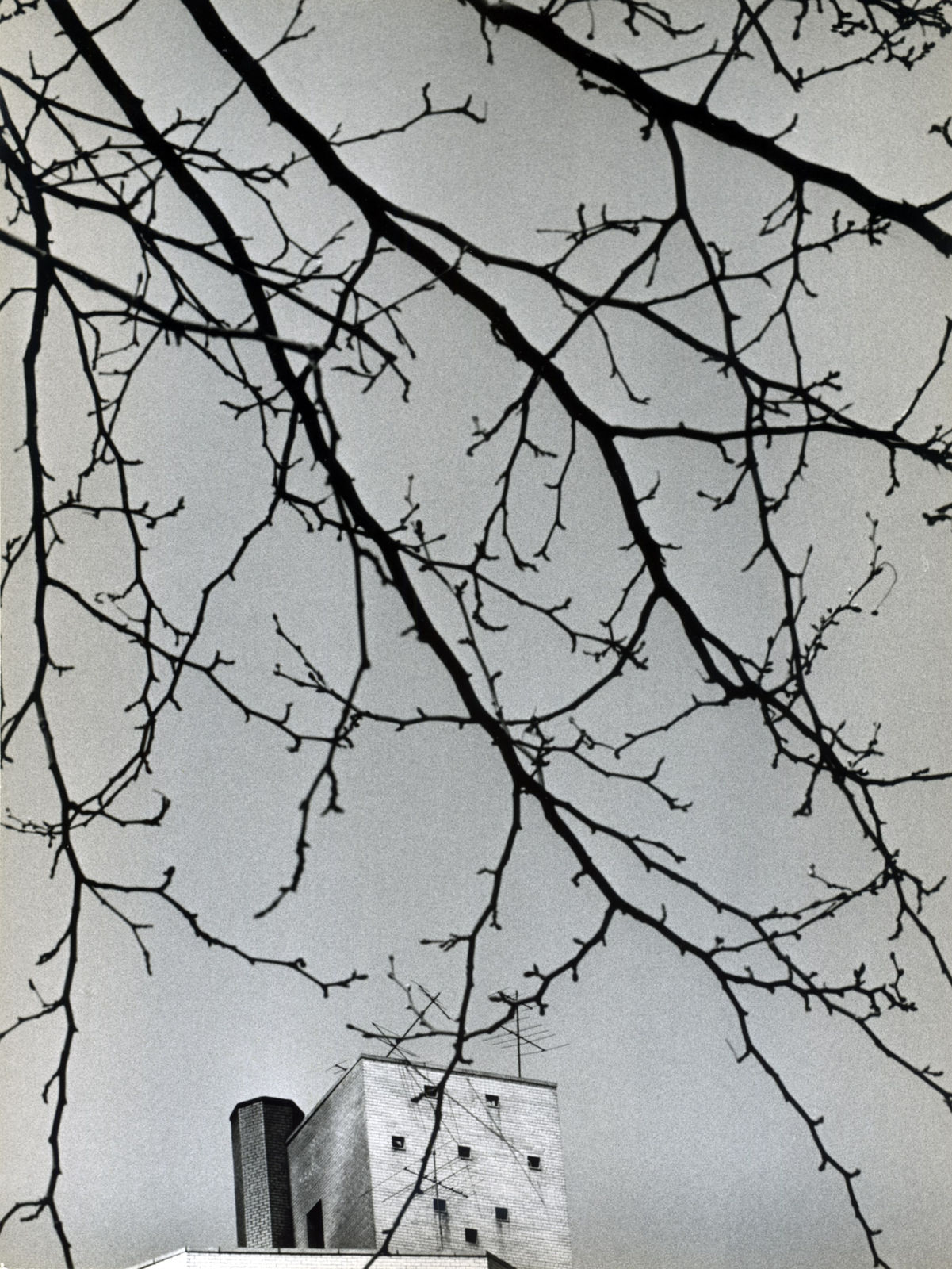 André Kertész, Untitled (Branches and Building), 1969