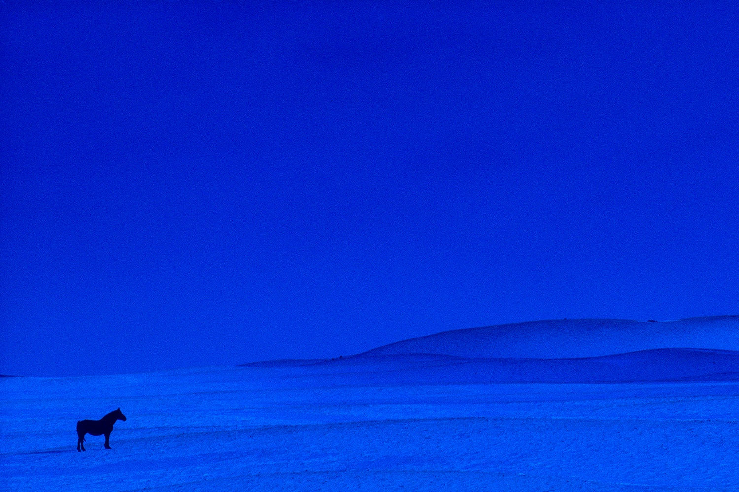 Pete Turner, Blue Horse, 1961