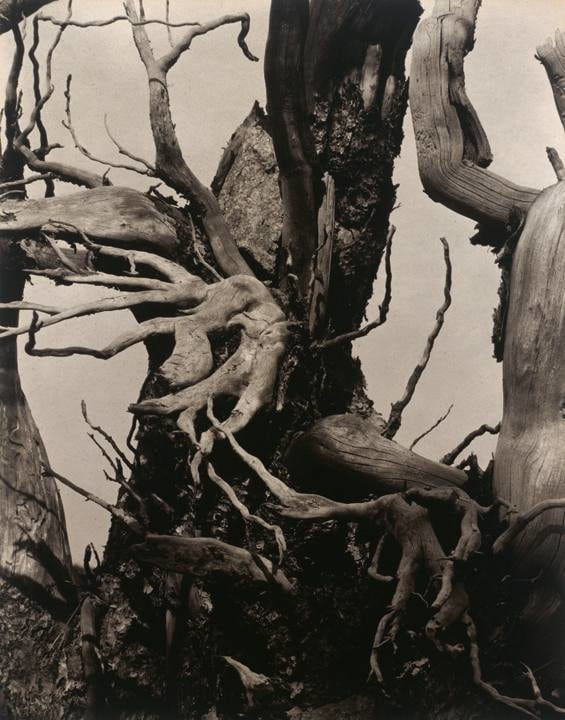 Paul Strand, Blasted Tree, Colorado, 1926