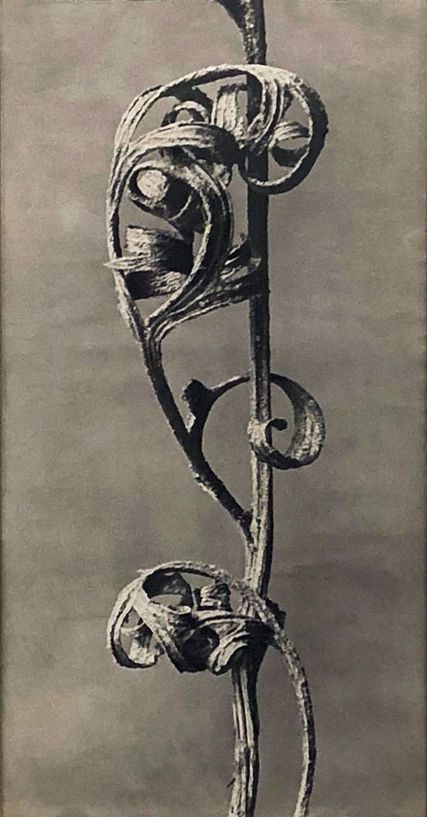 Karl Blossfeldt, Anemone, Pulsatilla, 1920