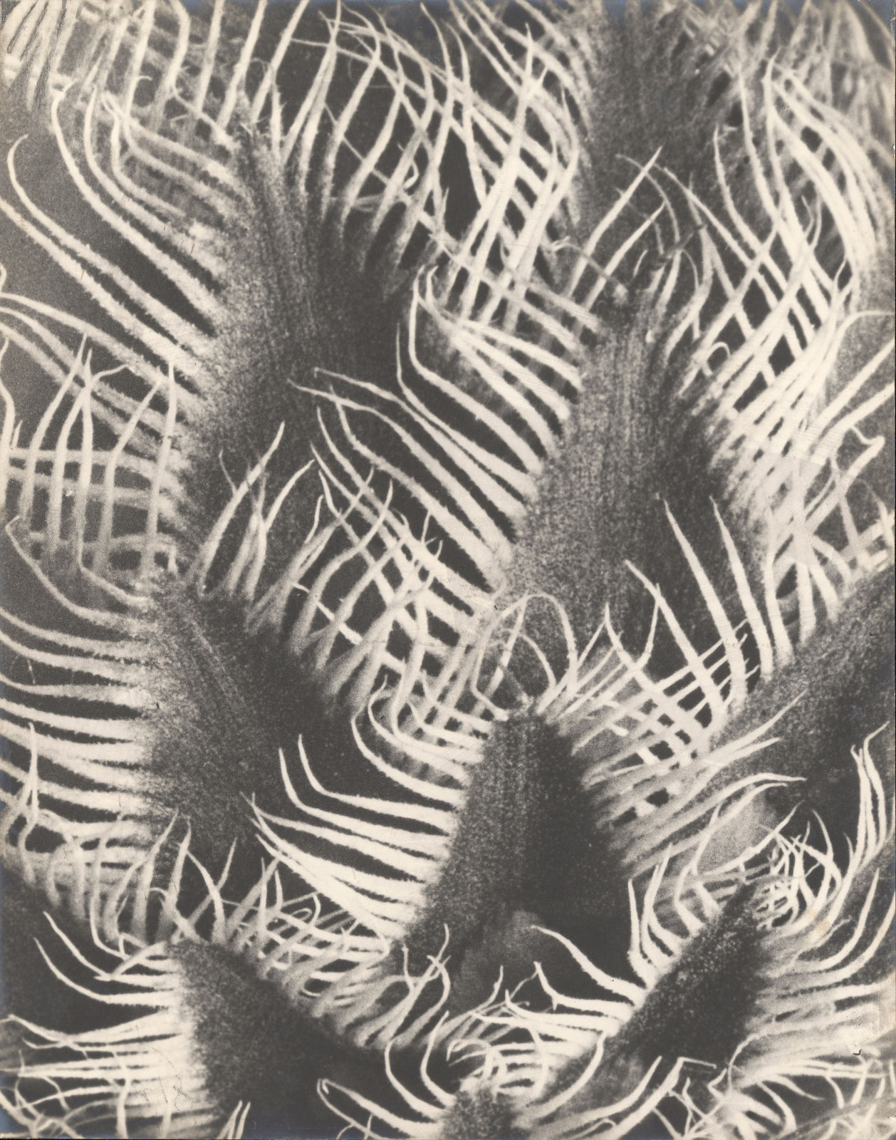 Karl Blossfeldt, Centaurea kotschyana, 1915-1925