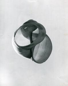 Werner Bischof, Snail Shell, 1941
