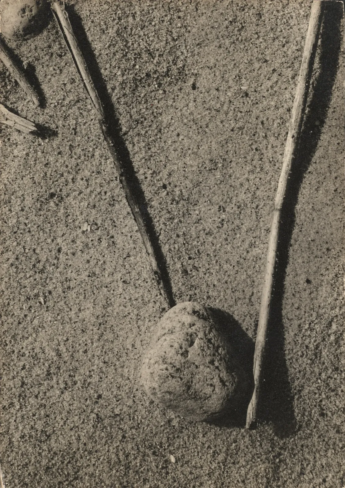 Aaron Siskind, Seaweed, c. 1940s