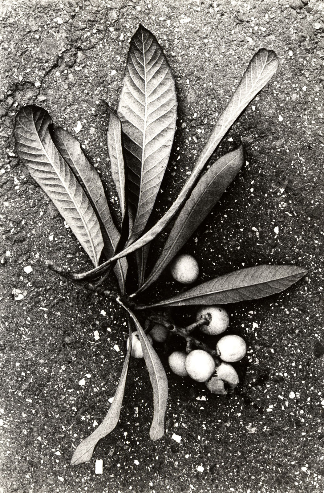 Daido Moriyama, Documentary 19, 1985