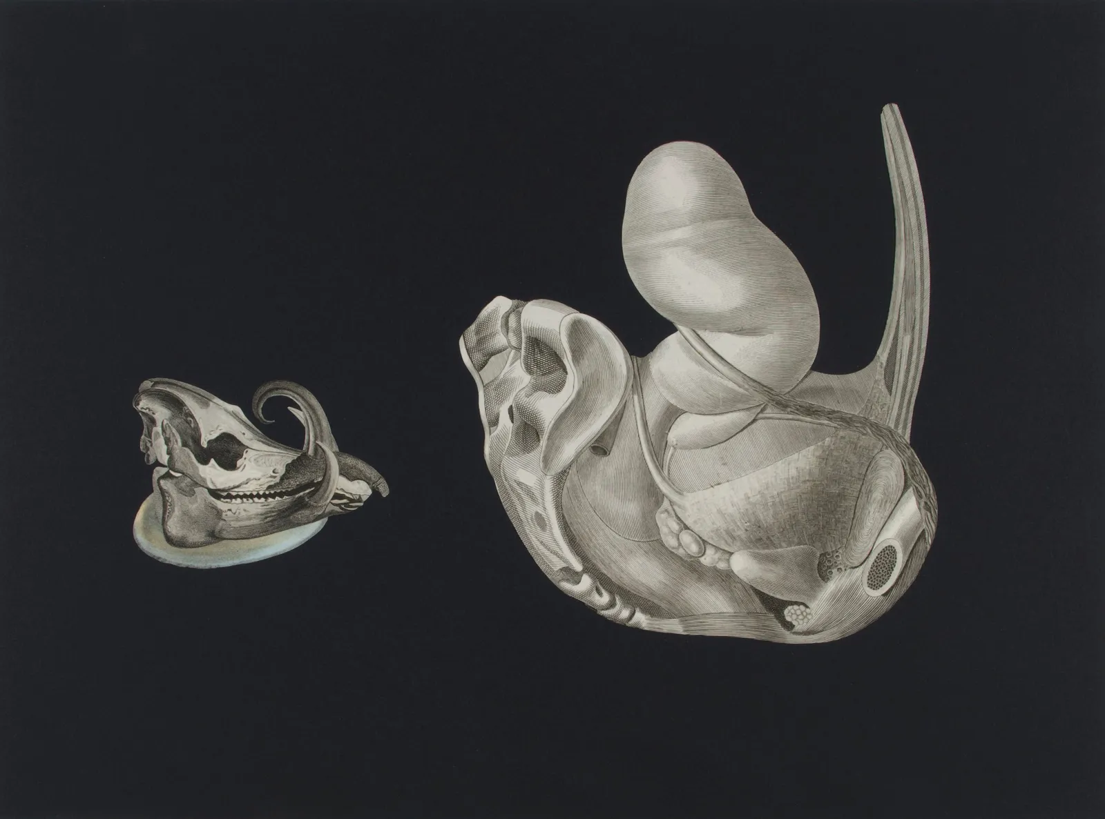 Frederick Sommer, Untitled, 1995