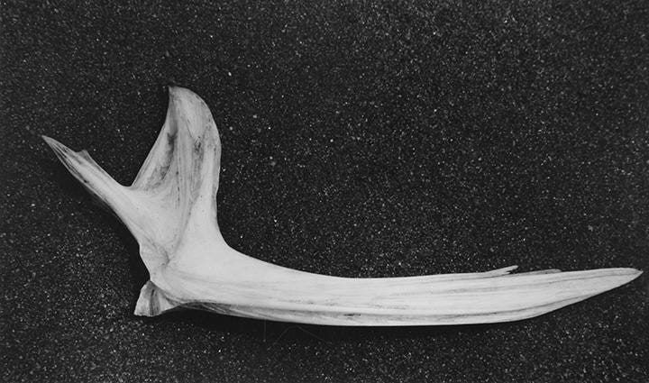 Aaron Siskind, Untitled (Martha's Vineyard), 1943