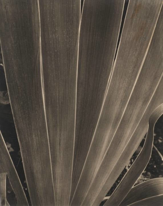 Paul Strand, Iris, Maine, 1928
