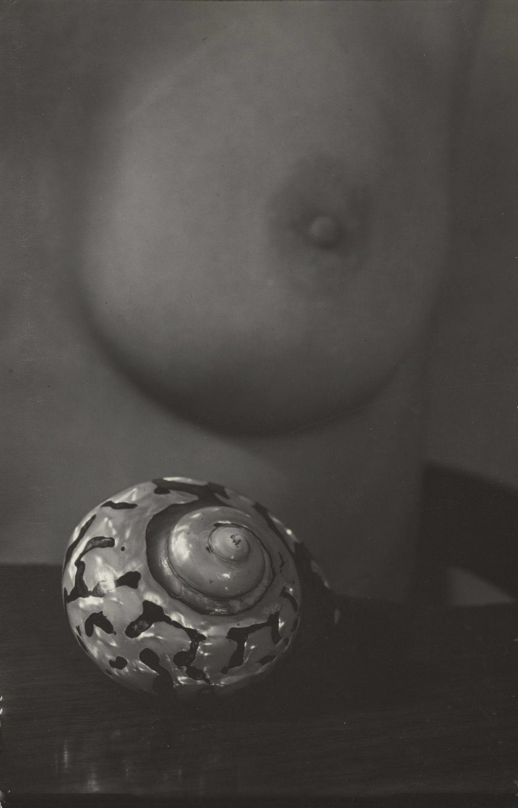 Josef Sudek, Detail mit der Muschel, 1951 - 1954
