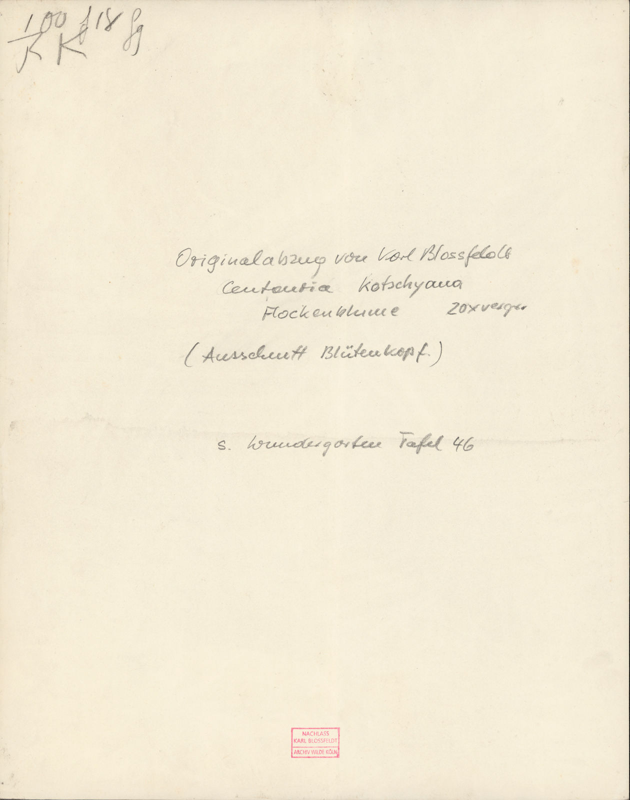 Karl Blossfeldt, Centaurea kotschyana, 1915-1925