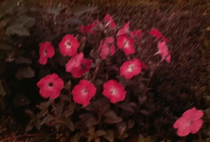 Mark Cohen, Untitled (Flowers), c. 1977