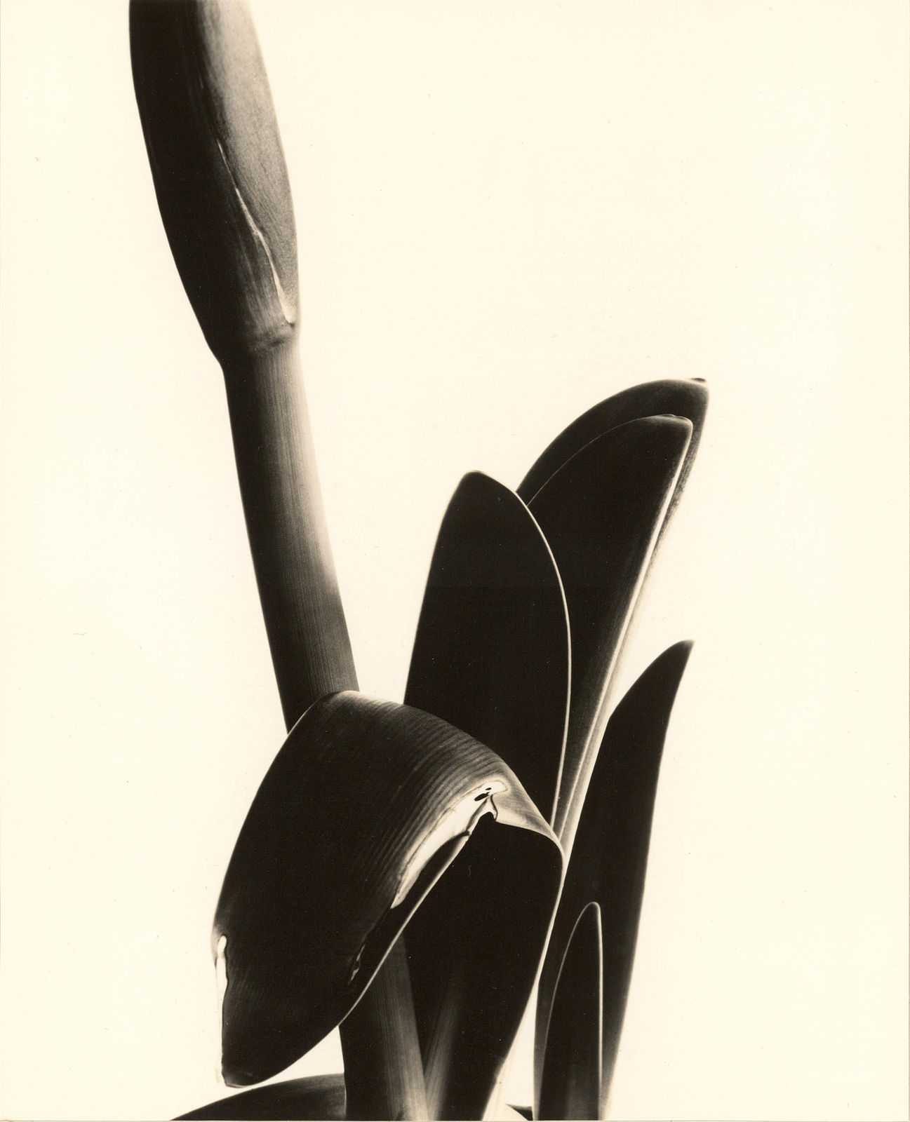 Imogen Cunningham, Amaryllis, 1933