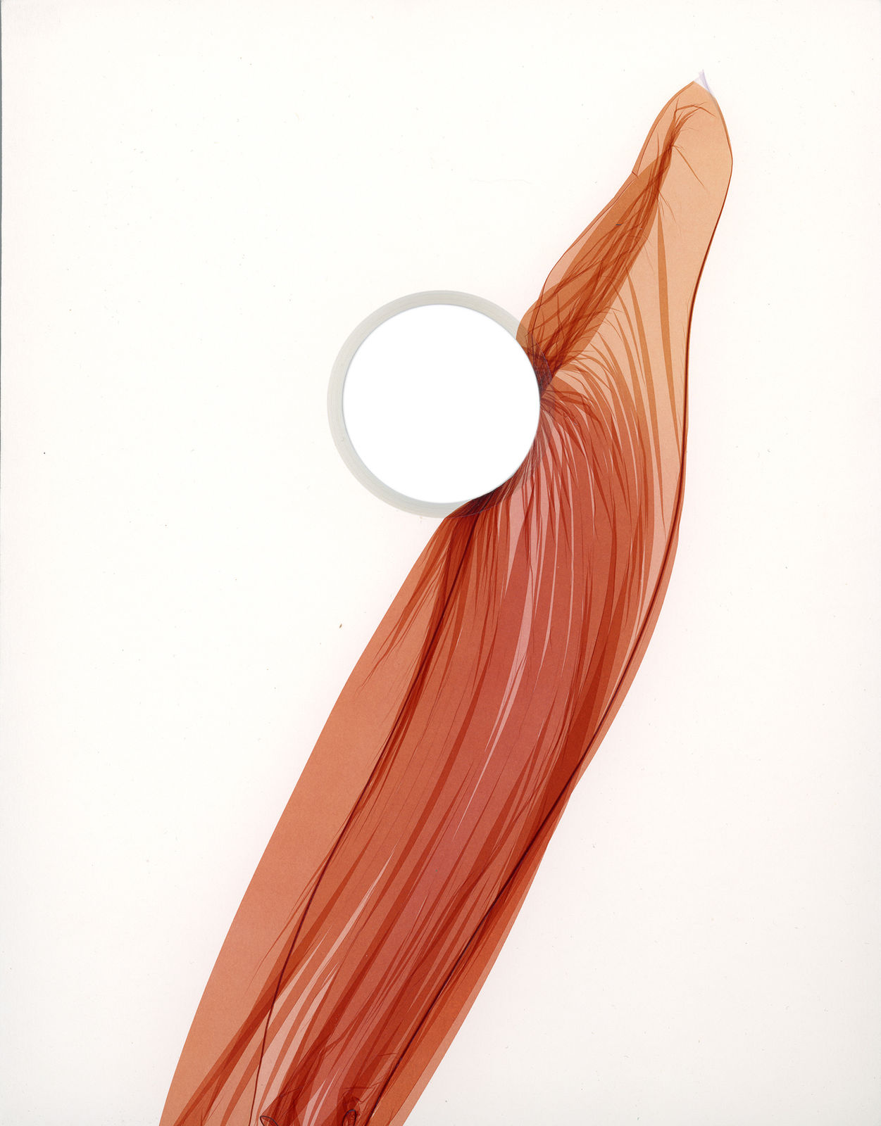 Pengyi Jiang, Dissolution No. 12, 2017