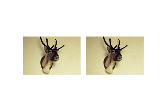 Ruben Bellinkx, The Trophy, 2010