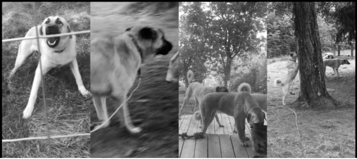 Vahap Avşar, I Hate America, America Hates Me, 2019