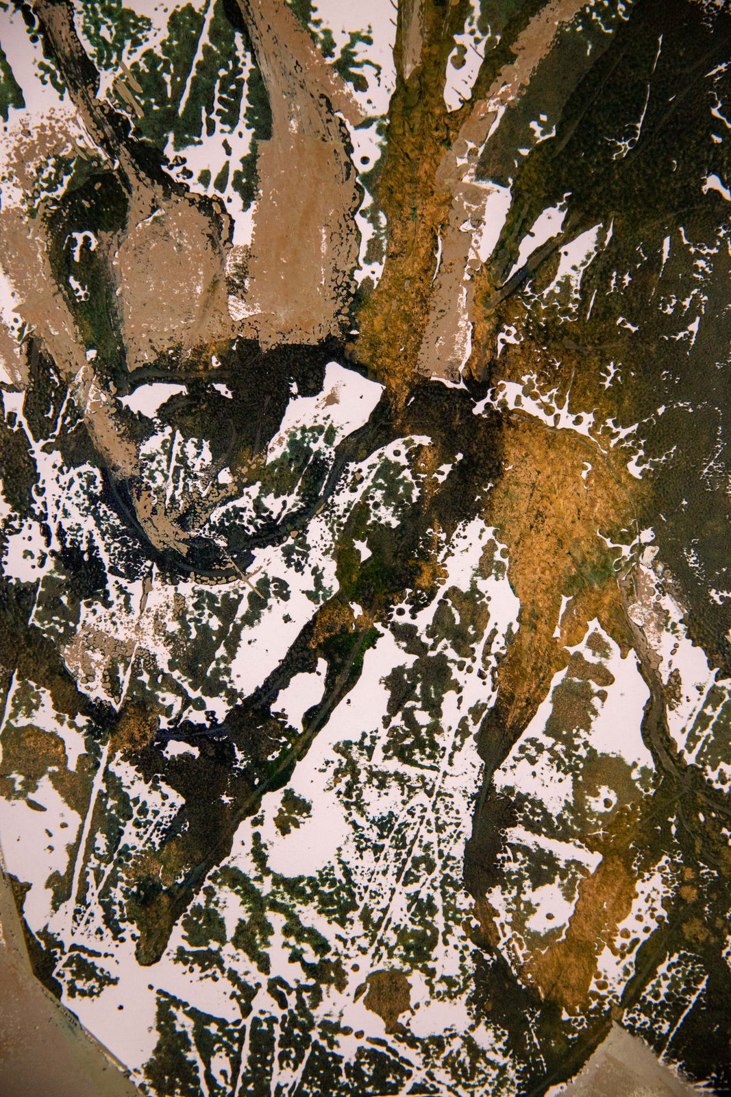 Louise Almon, Floral Monotype II, 2023