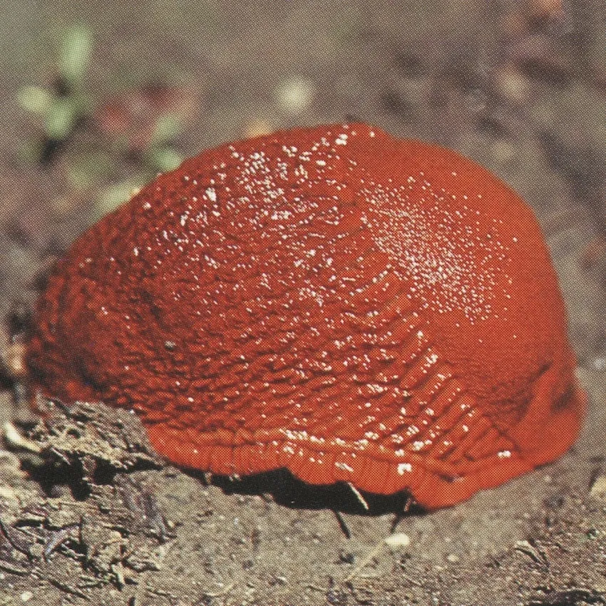 Peter Piller, HOE 03, 2019