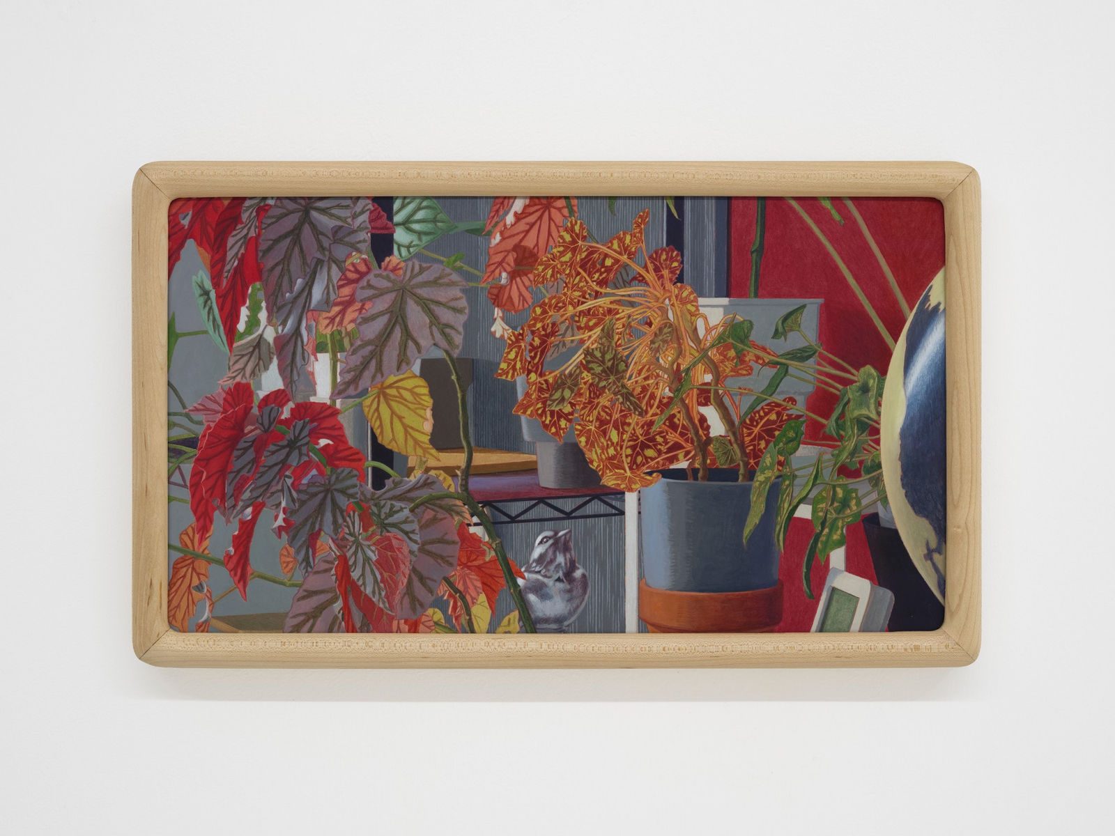 Gao Yuan 高源, Begonia 秋海棠, 2025