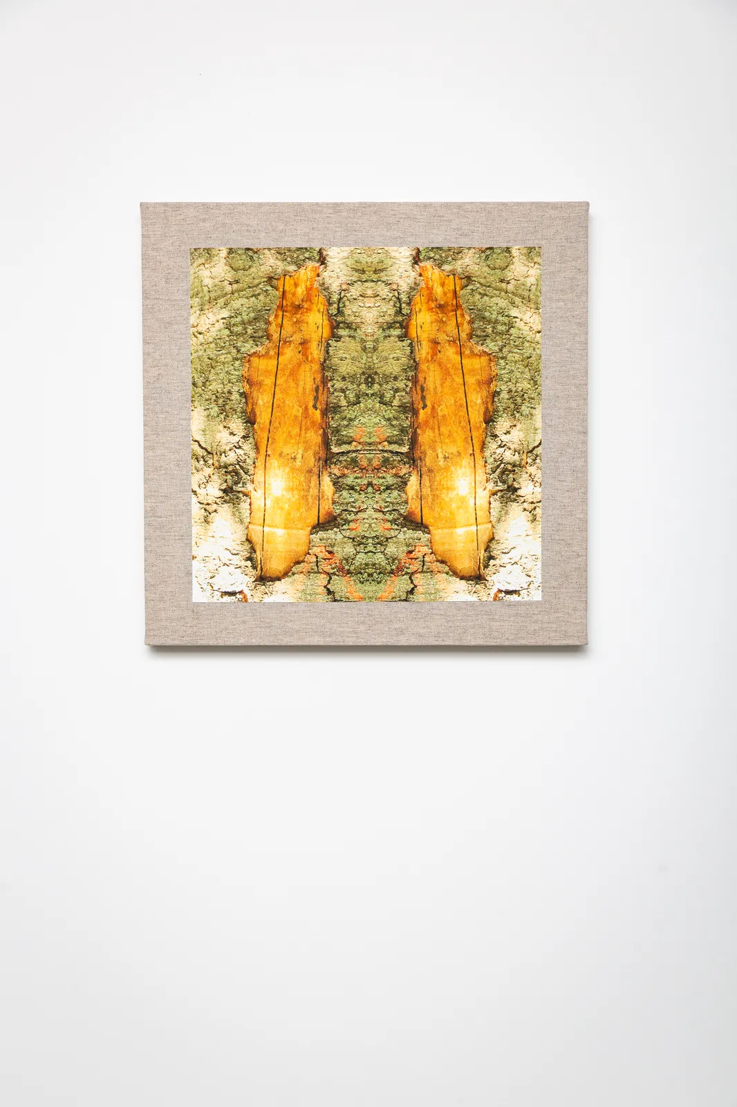 Naine Terena, série Eu sou uma árvore!, 2024