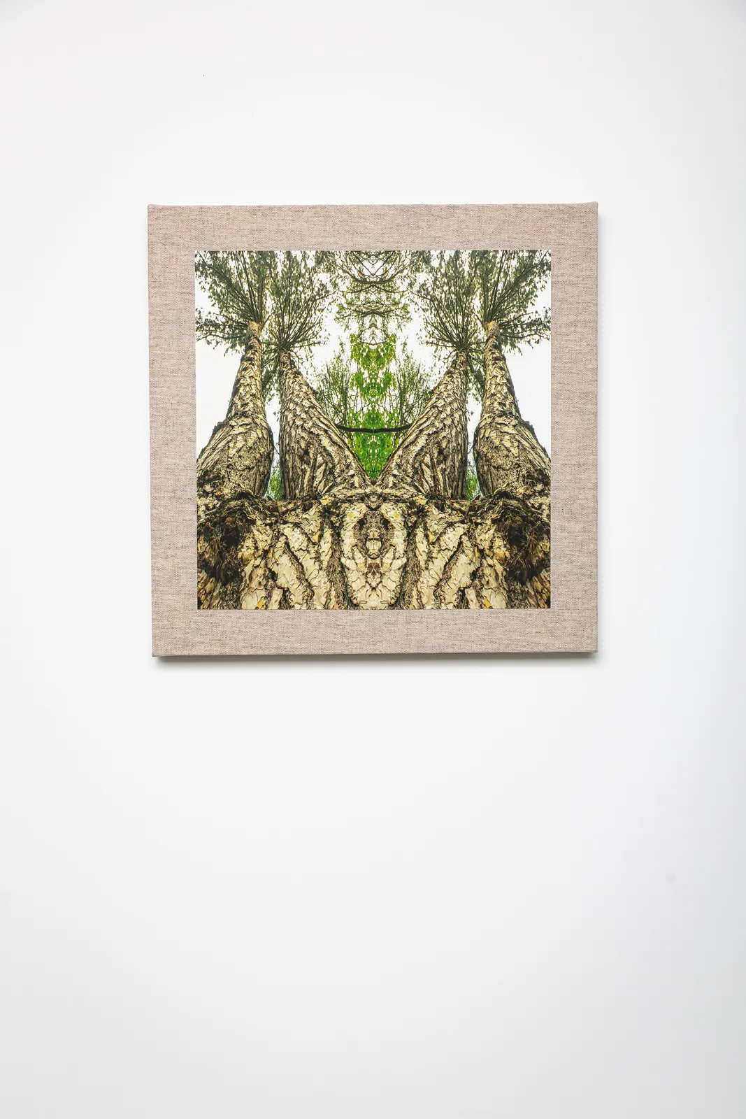 Naine Terena, série Eu sou uma árvore!, 2024