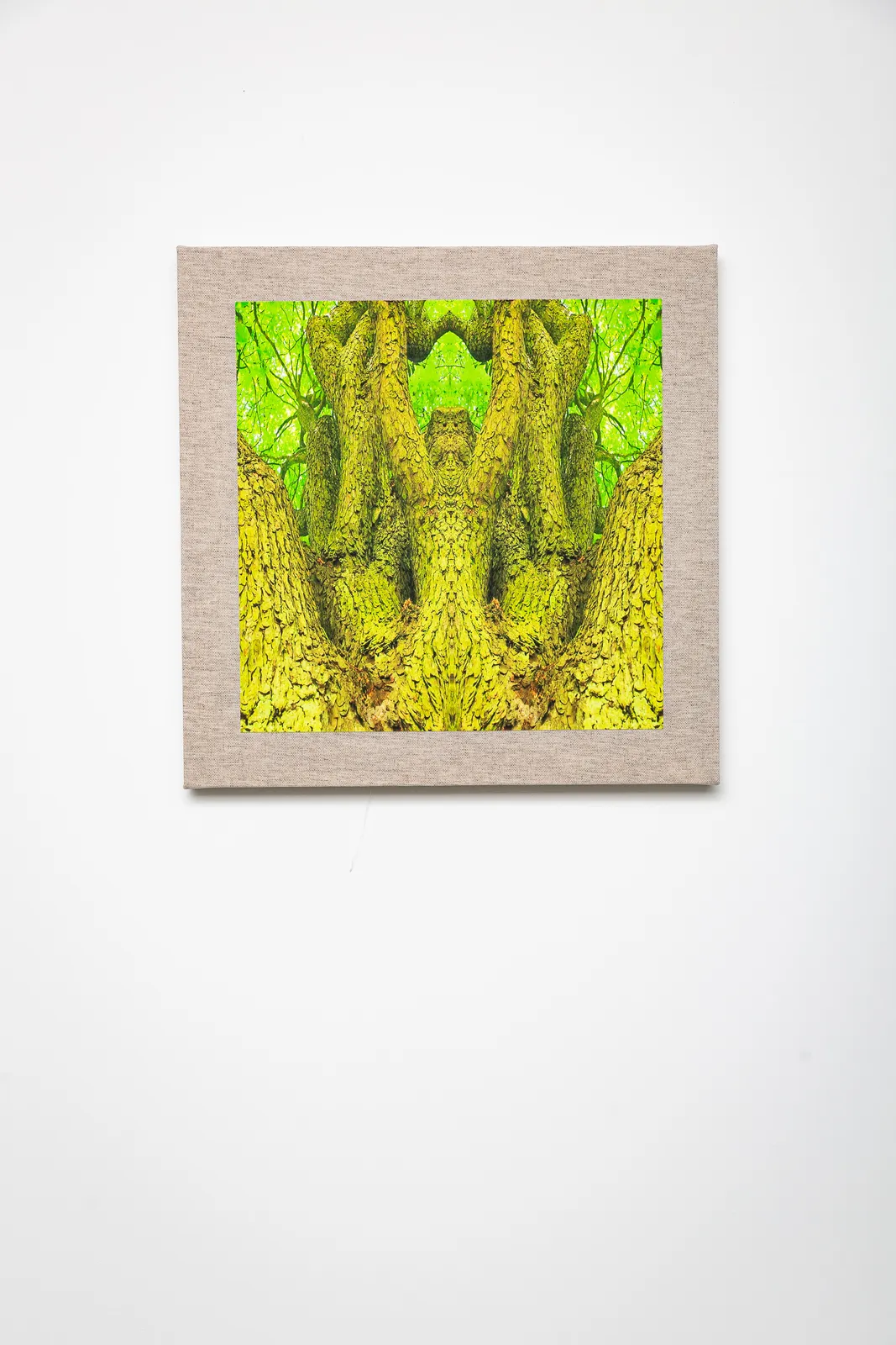 Naine Terena, série Eu sou uma árvore!, 2024